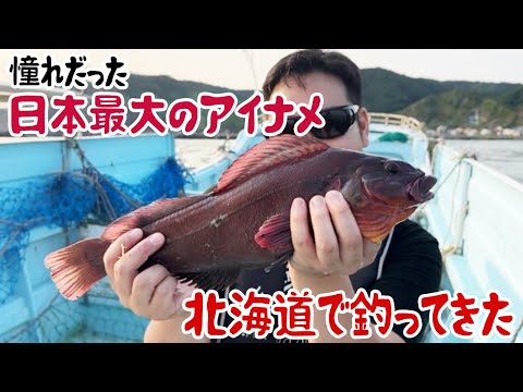 日本最大のアイナメ、北海道で釣ってきた