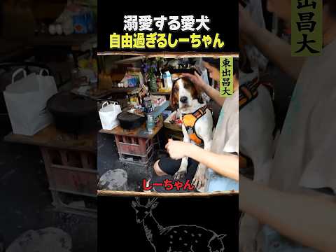 東出昌大 / 溺愛する愛犬・自由すぎるしーちゃん