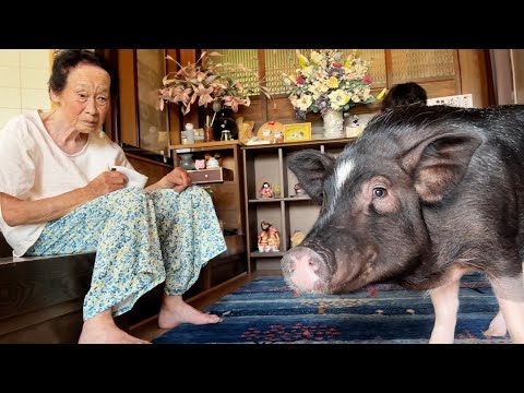 The day a 93-year-old great-grandmother understood a pig that wouldn't eat