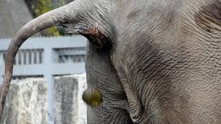 ゾウ（アジアゾウ）の大迫力オシッコ＆ウンコ！ elephant pooping and peeing