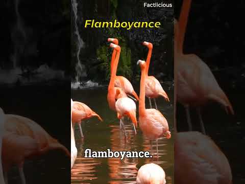 A group of flamingos is called a flamboyance #fascinatingfacts #interestingfacts #viralshorts