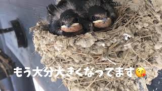 【#shorts 】店先のツバメ#短い動画