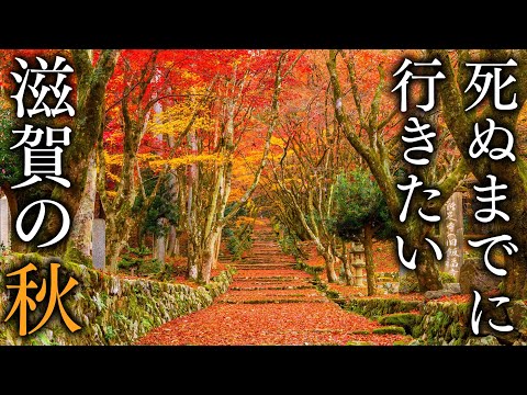 [Keisokuji] Resuming acceptance for the first time in 4 years! 7 best autumn spots in Shiga-Japan 8K