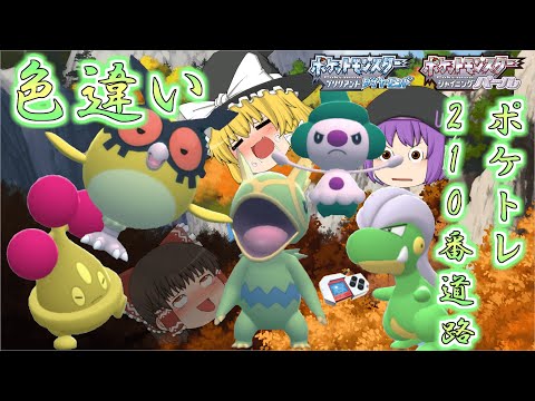 【ポケモンBDSP】210番道路出てくる色違いポケトレで全部ゲットしちゃお♡出現率5％の色厳選は意外に辛くないぞｗｗ【ゆっくり実況】