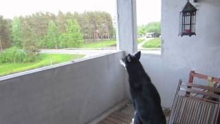 Lapponian herder joining the howl of an ambulance