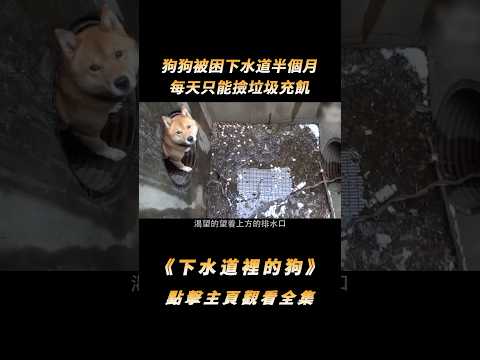 狗狗被困下水道半個月，每天只能撿垃圾充飢，抱出來的瞬間主人心都碎了#shorts