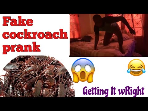 Fake cockroach prank *must watch* || #gettingitwright #tiggy #shana #shortvideo