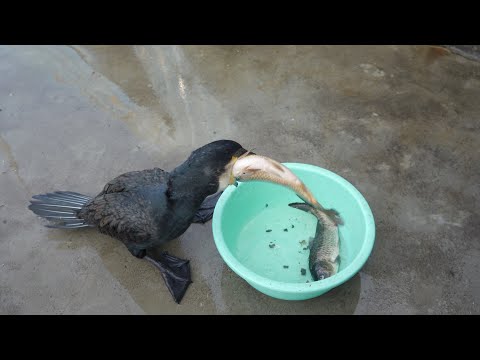 Cormorant eats two large fish at once