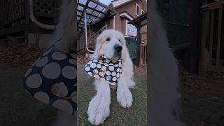 Alain アラン #greatpyrenees #todaysrunrun #グレートピレニーズ #今日のルンルン