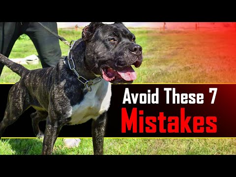 Avoid These 7 Mistakes with Your Presa Canario 🛑