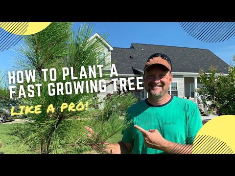 How to Make a Tree Ring and Plant Like a Pro