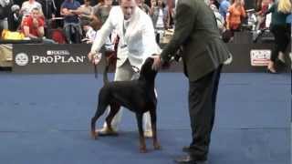 World Dog Show 2012 Salzburg Dobermann