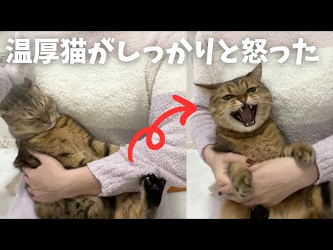 とある事をしたら猫がガチギレしてしまいました…