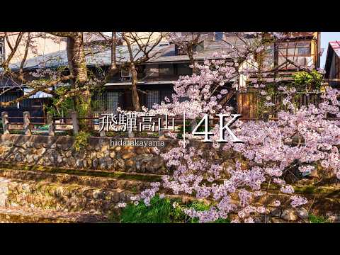 [Cherry blossoms in full bloom] Visit the old townscape of Hida Takayama - JAPAN in 4K