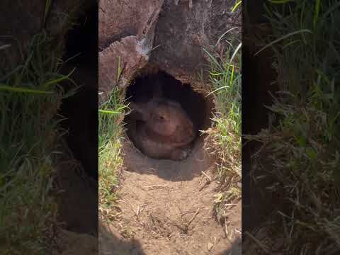 Our Animals Trying To Stay Cool In This Texas Heat #RaisingRabbits #BackyardHomestead