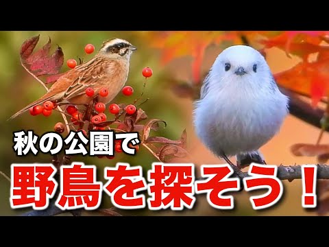 これぞ究極の癒し！紅葉のシマエナガと可愛らしい野鳥たちを観察しよう！