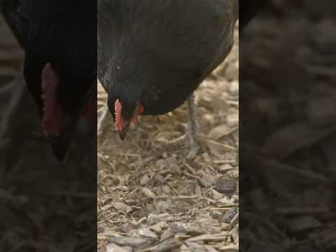 Joel Salatin on the various types of animals used in the Carbonaceous Diaper #compost #farming