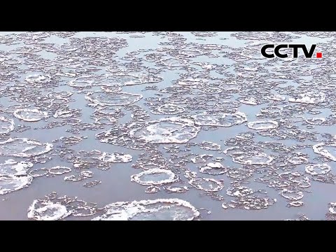 流凌似冰莲花在水中“盛开”，冬日黄河景美如画 | CCTV