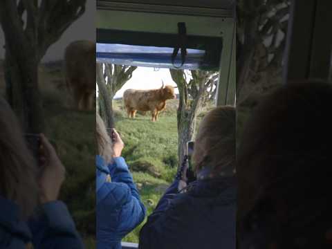 Kitchen Coos & Ewes Highland Cow Safari Tour #shorts #highlandcow #scotland