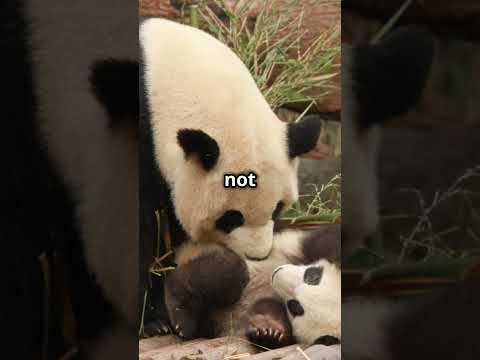 Fascinating Insight: Pandas Are More Than Black and White! #panda #animalfacts #animals