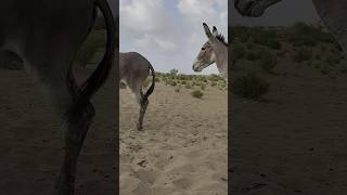 #animals #donkey #happyanimals #youtubeshorts #happypets #shortfeed