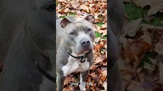 Top 5 Type of Pitbull Dog Breed