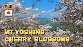 YOSHINOYAMA Cherry Blossoms　2022    4K