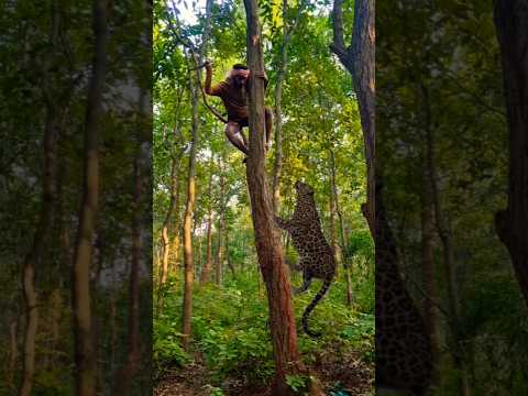 Open tiger Attack 😱😱 #shorts #viralshorts #junglelife #ytshorts #youtubeshorts #vfxshorts #vdo