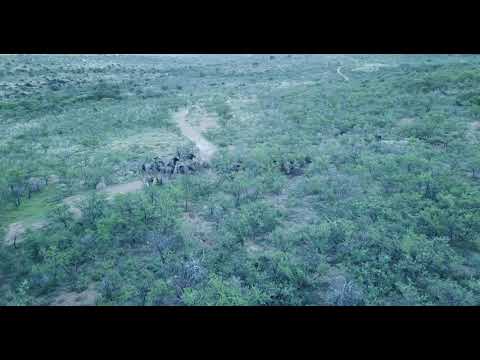 SOUTH AFRICA, GANNAHOEK - CAPE BUFFALO THICKET