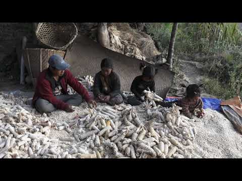 Harvesting dry crops in village || Nepali village