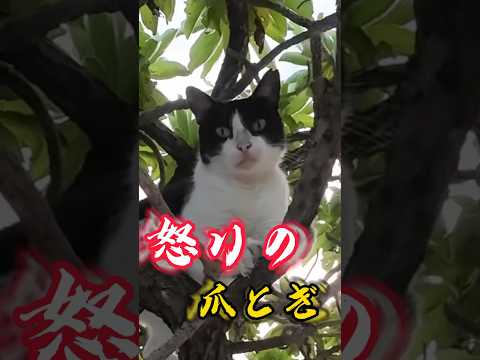 【恐怖】狩りに失敗した猫が怒り狂っていた件。 #shorts #猫 #cat