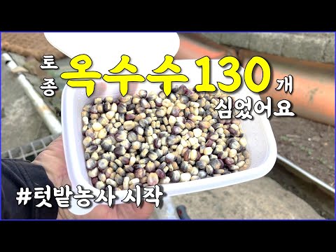 올해 텃밭에 무엇을 심으셨나요? / countryside, rustic, corn planting