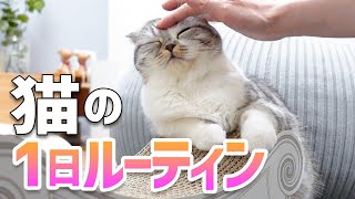 猫の1日ルーティン　猫との暮らしはこんな感じです［スコティッシュフォールド］