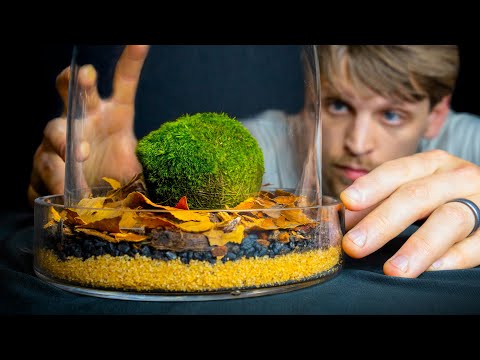 Crazy Moss Ball Terrarium but It's NOT What You Think