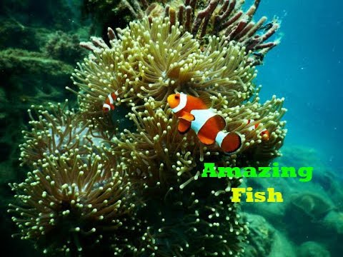 Amazing Fish Videos