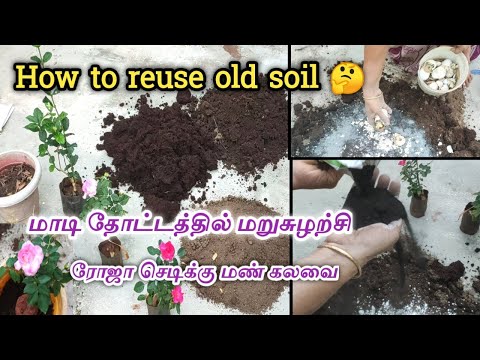 மாடி தோட்டத்தில் மறுசுழற்சி🌱how to reuse old soil🏡Soil mix for rose plant🌹ரோஜா செடிக்கு மண் கலவை