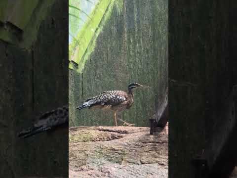 Sunbittern - Eurypyga helias - Tropical Bird #Rainforest #nature #bird #tropical #exotic