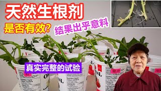 天然生根剂真的有效吗？真实完整的试验做给你看，结果出乎意料 扦插 种花 种菜 生根水 生根粉 Does homemade rooting horemone really work?