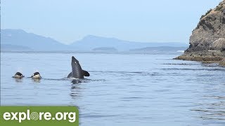 Five Fascinating Facts About Orca Families - Never Stop Learning