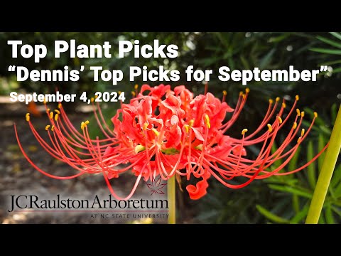 Top Plant Picks - "Dennis' Top Picks for September"