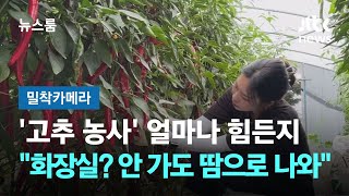 [밀착카메라] '고추 농사' 얼마나 힘든지…"화장실? 안 가도 땀으로 다 나와" / JTBC 뉴스룸