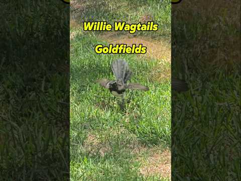 Willie Wagtails - Goldfields #findinggspots