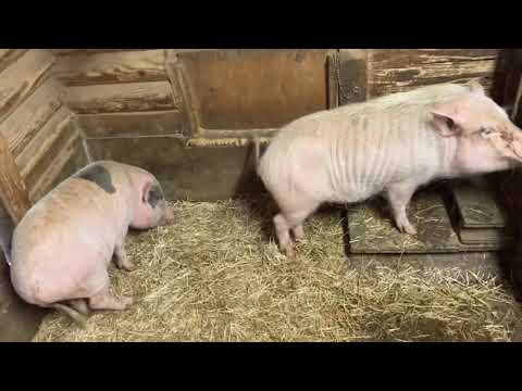 ﾓｸﾓｸ ﾌｧｰﾑ 🐷ﾐﾆﾌﾞﾀ ｼｮｰ🎶編 2/2ヽ(*≧ω≦)ﾉ