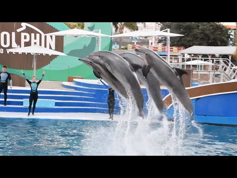 Dolphin Adventures (Full Show) - SeaWorld San Diego - January 3, 2024