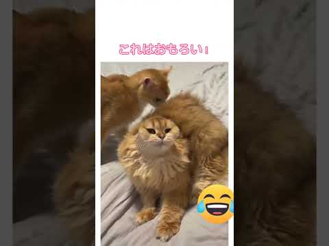 これは面白い！トーマスみたいになってる猫w