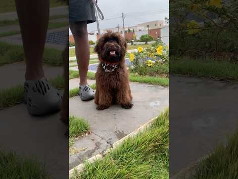 Lovely Poodle spotted  #poodle #dog #shorts