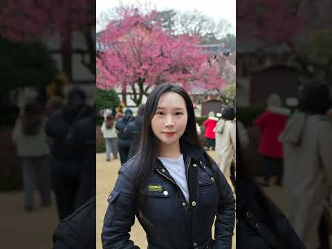 2024.02.18 양산 통도사 홍매화 개화 실시간