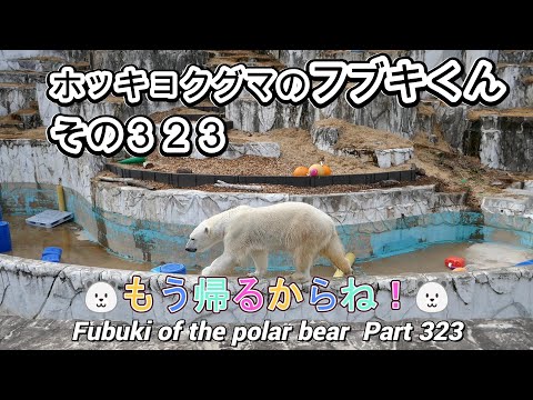 ホッキョクグマのフブキくん（３２３）🐻‍❄️もう帰るからね🐻‍❄️（東山動植物園）Fubuki of the polar bear Part 323