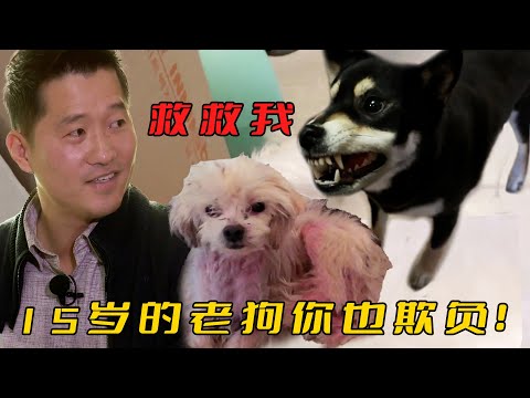 柴犬在家自封為王，把15歲老狗按在地上撕咬，主人無奈請訓犬師教育