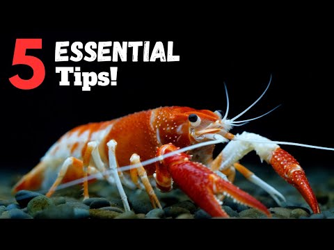 5 ESSENTIAL Tips For Keeping Pet Crayfish!